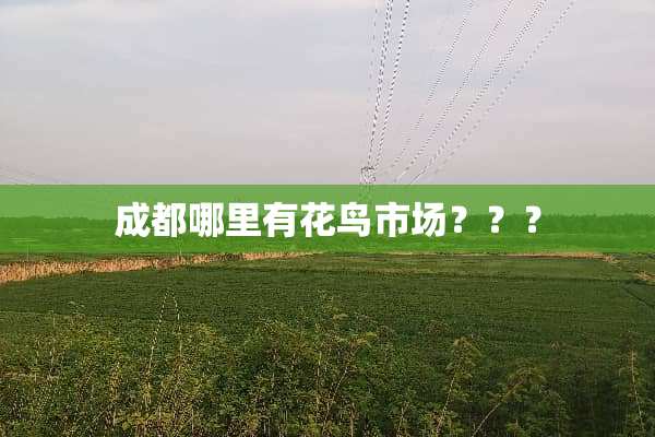 成都哪里有花鸟市场？？？
