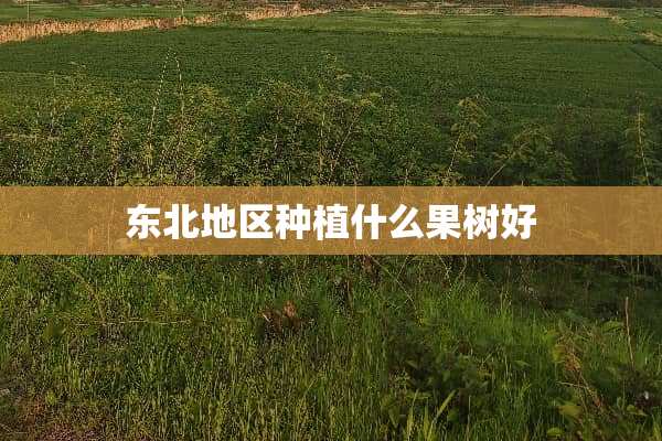 东北地区种植什么果树好