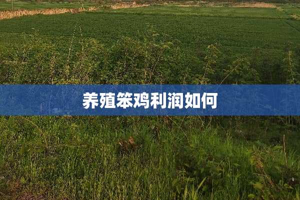养殖笨鸡利润如何