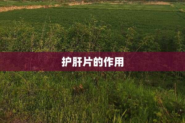 护肝片的作用