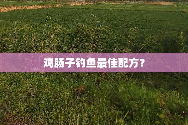 鸡肠子钓鱼最佳配方？