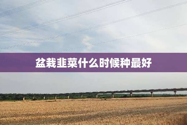盆栽韭菜什么时候种最好