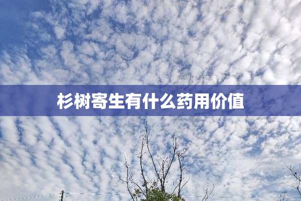 杉树寄生有什么药用价值