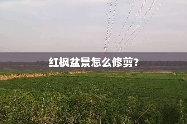 红枫盆景怎么修剪？