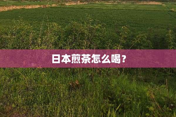 日本煎茶怎么喝？
