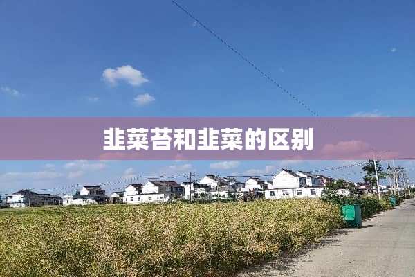 韭菜苔和韭菜的区别