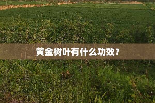 黄金树叶有什么功效？