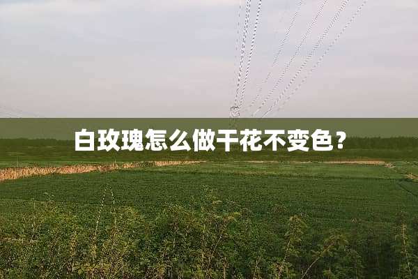 白玫瑰怎么做干花不变色？