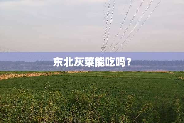 东北灰菜能吃吗？