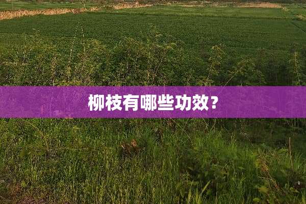 柳枝有哪些功效？