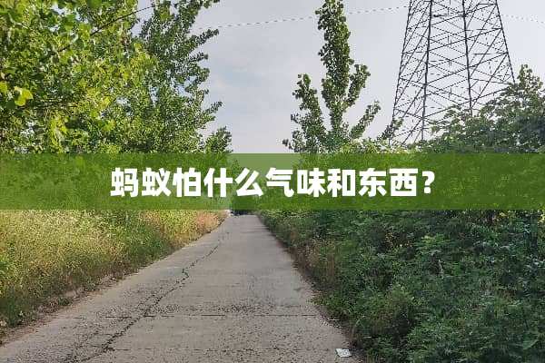 蚂蚁怕什么气味和东西？