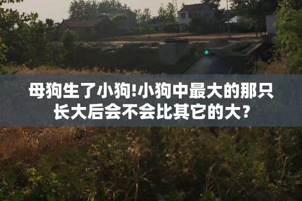 母狗生了小狗!小狗中最大的那只长大后会不会比其它的大？