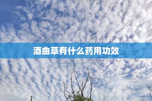 酒曲草有什么药用功效