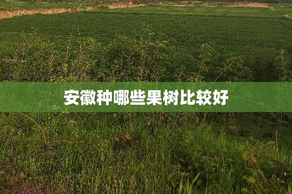 安徽种哪些果树比较好