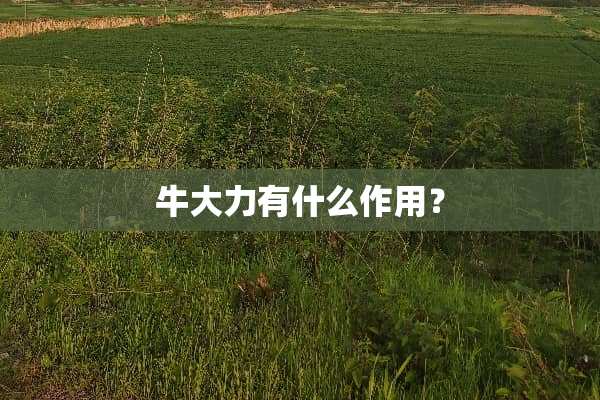 牛大力有什么作用？