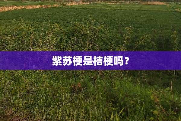 紫苏梗是桔梗吗？