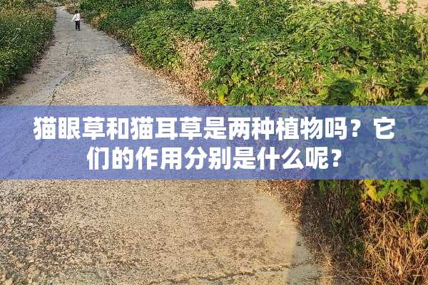 猫眼草和猫耳草是两种植物吗？它们的作用分别是什么呢？