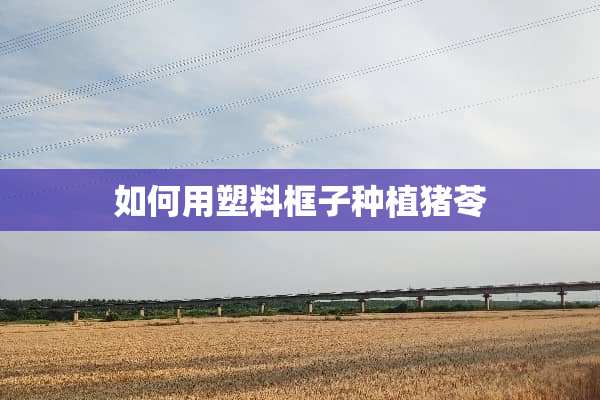 如何用塑料框子种植猪苓