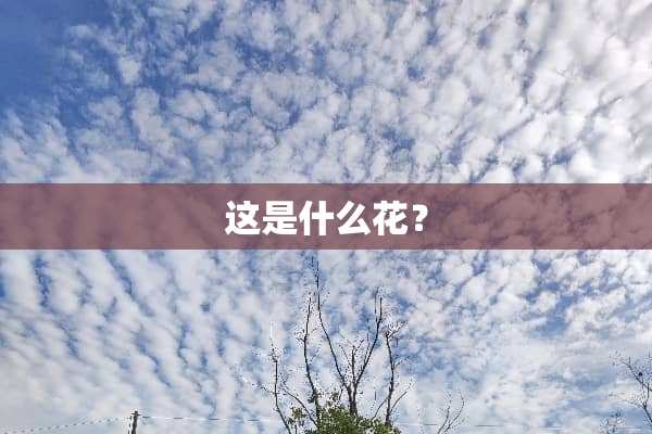 这是什么花？