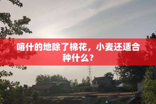 喀什的地除了棉花，小麦还适合种什么？