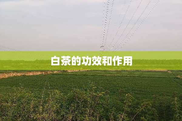 白茶的功效和作用