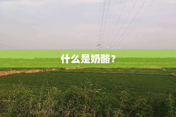 什么是奶酪？
