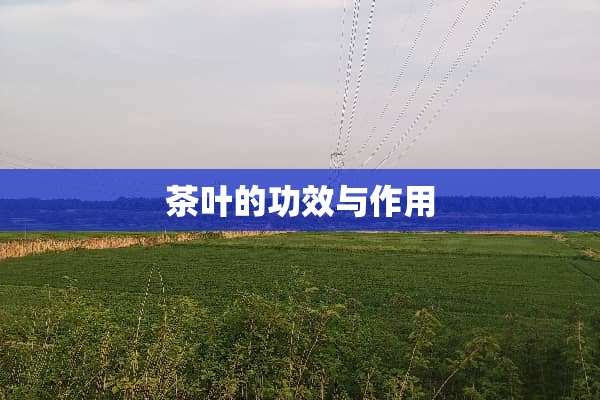 茶叶的功效与作用