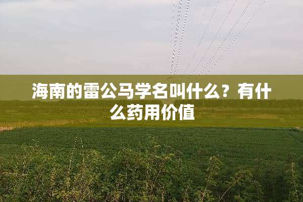 海南的雷公马学名叫什么？有什么药用价值