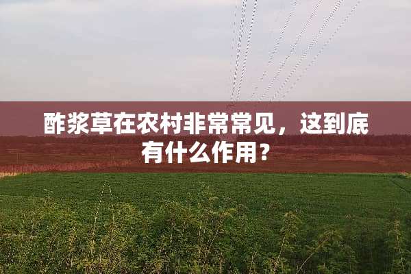 酢浆草在农村非常常见，这到底有什么作用？