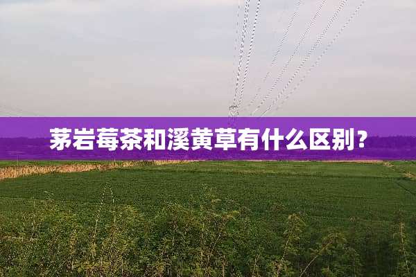 茅岩莓茶和溪黄草有什么区别？