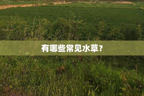 有哪些常见水草？