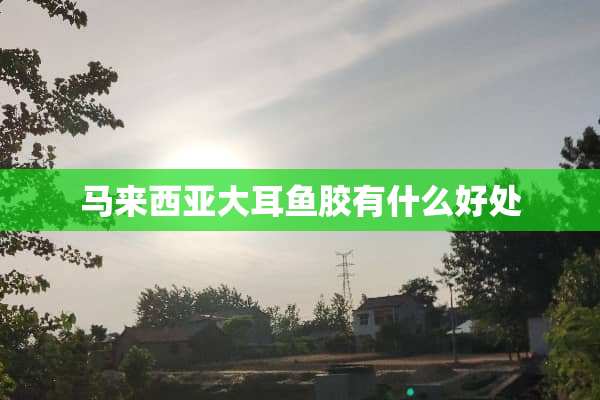 马来西亚大耳鱼胶有什么好处