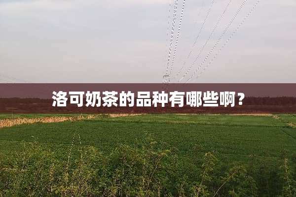 洛可奶茶的品种有哪些啊？