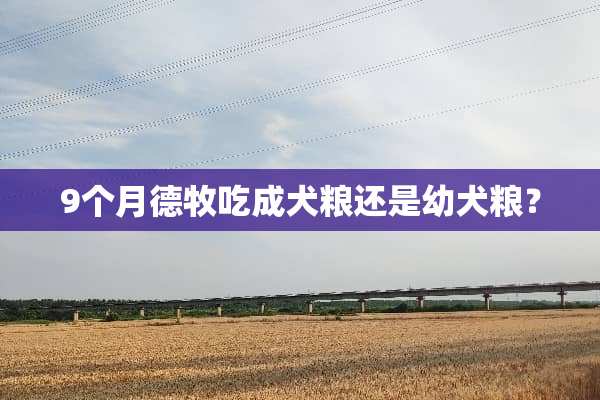 9个月德牧吃成犬粮还是幼犬粮？