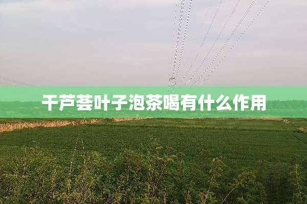 干芦荟叶子泡茶喝有什么作用