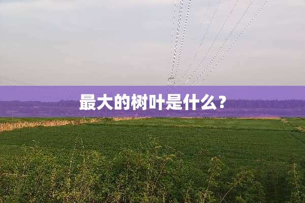 最大的树叶是什么？