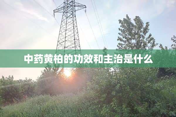 中药黄柏的功效和主治是什么
