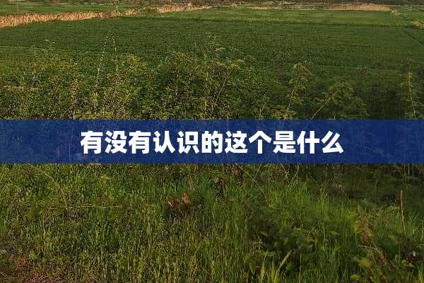 有没有认识的这个是什么