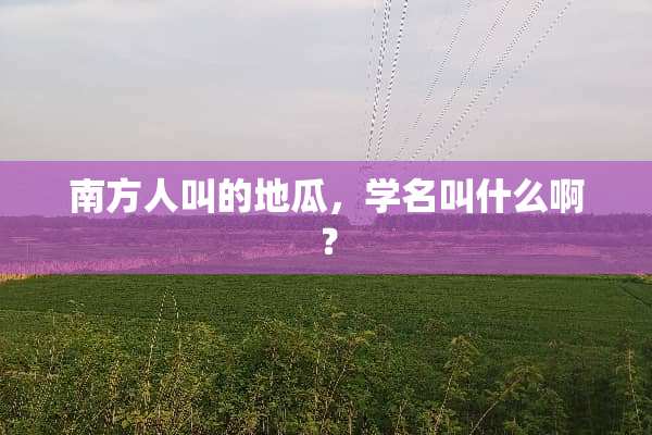 南方人叫的地瓜，学名叫什么啊？