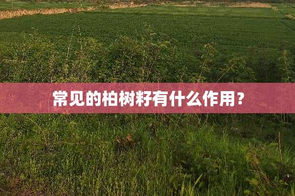 常见的柏树籽有什么作用？