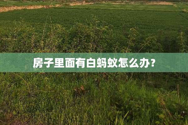 房子里面有白蚂蚁怎么办？