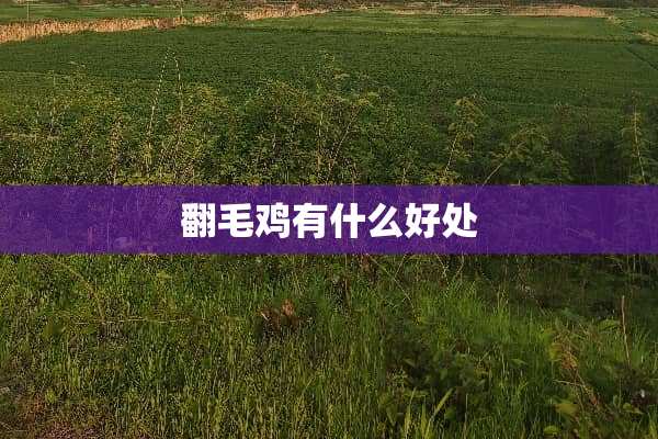 翻毛鸡有什么好处