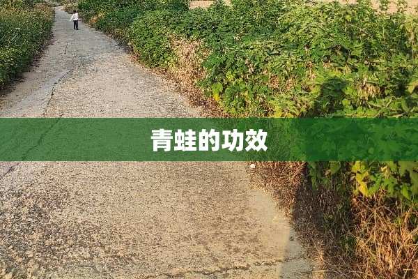 青蛙的功效