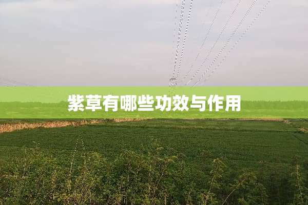 紫草有哪些功效与作用