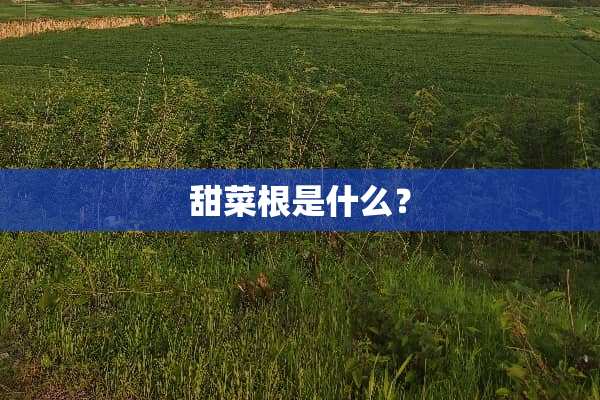 甜菜根是什么？