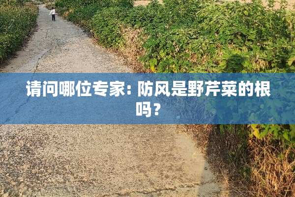 请问哪位专家: 防风是野芹菜的根吗？