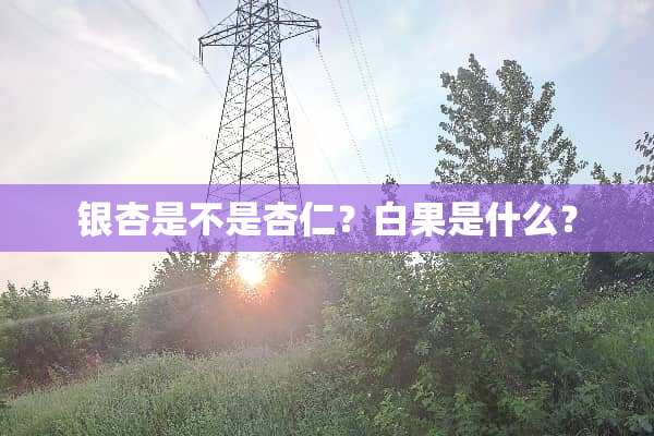 银杏是不是杏仁？白果是什么？