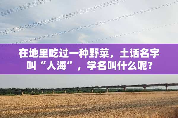 在地里吃过一种野菜，土话名字叫“人海”，学名叫什么呢？