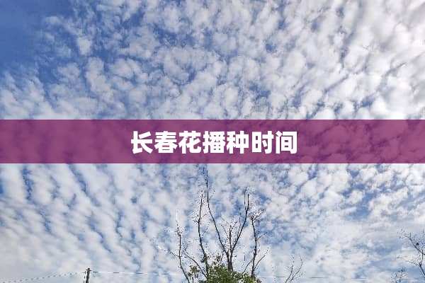长春花播种时间