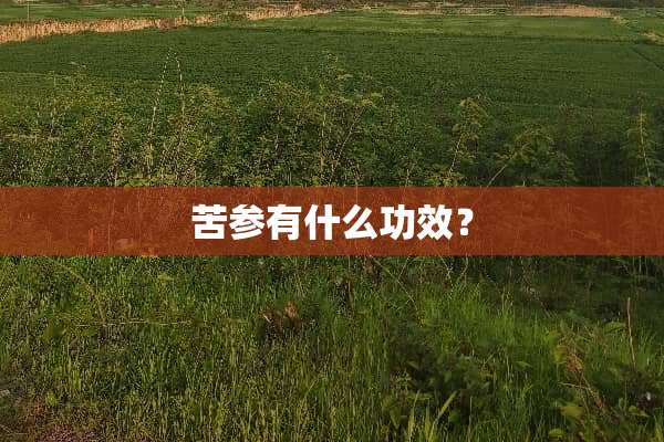 苦参有什么功效？